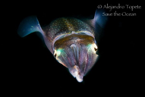 Squid face, Veracruz Mexico by Alejandro Topete 